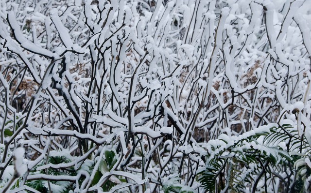 Horsetail Falls Branches 5931.jpg